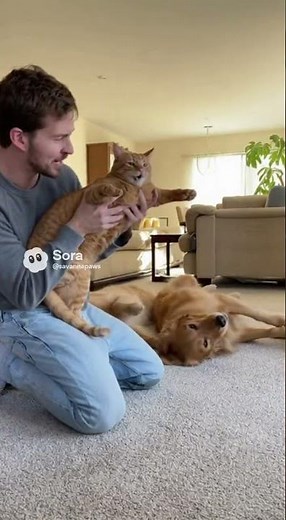 Cat Machine Gun Prank on Golden Retrievers 😹🔫🐕#CatPrank #FunnyPets #ViralShorts
