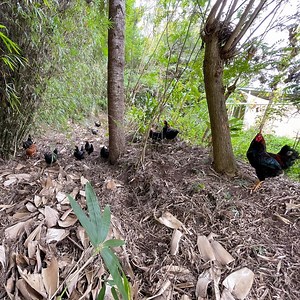 A chickens life amongst the various food forests at Zaytuna Farm 🌿🐔🌿 #permaculture #discoverpermaculture #chickens #chickentractor #backyardchickens #foodforest #forestgarden #gardening #buildsoil #growyourownfood #zaytunafarm #permacultureresearchinstitute | Discover Permaculture with Geoff Lawton