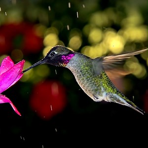 Today is #NationalBirdDay, a time to celebrate and protect our incredible feathery friends of all shapes and sizes. 🪽 The ruby-throated #hummingbird weighs less than 1/4 of an ounce, yet makes an astonishing 900-mile nonstop migration between North and Central America. What's your favorite bird of the Americas? #birds #birdwatching | Animal Planet