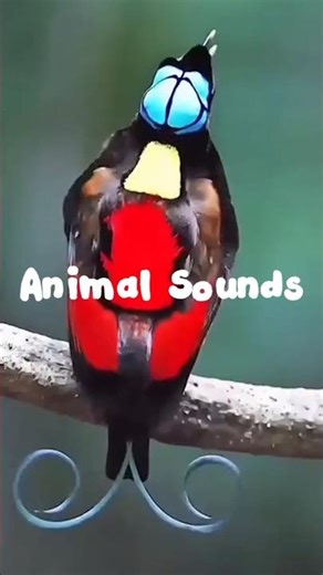 ASMR Animal Sounds Compilation