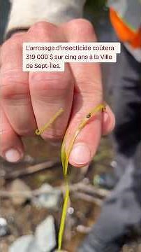 La lutte contre les mouches noires bat son plein à Sept-Iles | Vidéojournal