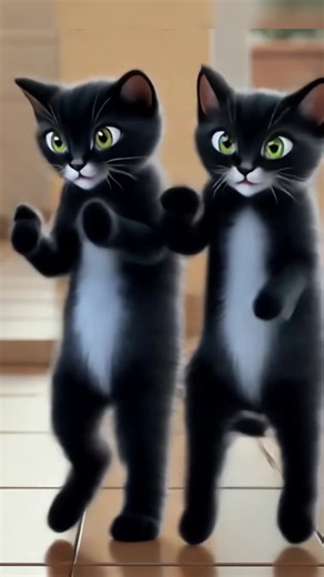 gatinho dançando . . . #fyp#cat#danca#foruyou