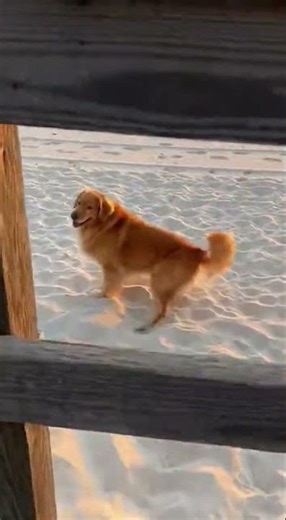 Golden retriever fails epic jump over the barrier 🐾