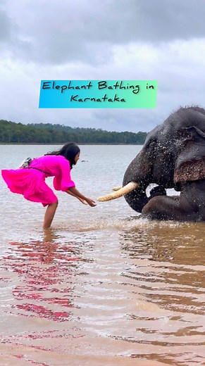 Shilpy Das on Instagram: "One of the Best Experience in Karnataka Elephant  Bathing Sakrebyle Elephant Camp, Shivamogga Just 5hrs drive from Bengaluru. Ticket cost per head is 100/- Timing - camp opens at 8.30am for the bathing experience & all the elephants are in the camp till 1pm #stronglyrecommended #elephantbath #elephantcamp #shimoga #karnataka #karnatakatrends #nammakarnataka"
