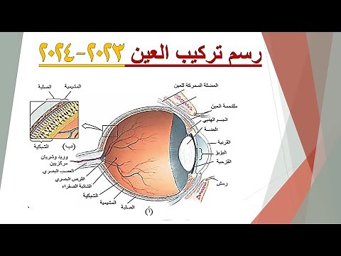 رسم تركيب العين // الاحياء للصف الثالث المتوسط #رسم #العين