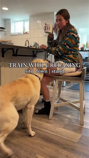 How To Train Your Dog When You Have No Time