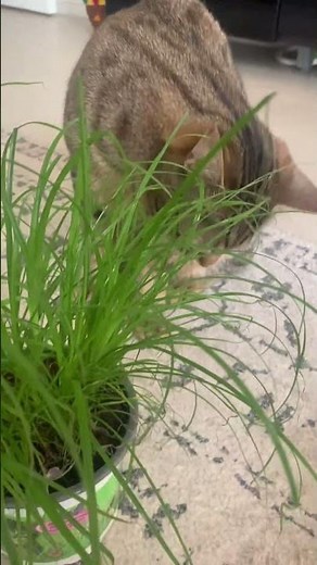 Les bienfaits de l’herbe à chat 🌿