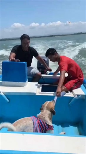 Dog sees owner jump in water, thinking he fell in, and immediately runs in the water to save him.