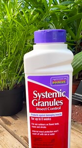 12 reactions | It's time to prepare outdoor tropicals to come inside for the winter so they can live to see another growing season. With just a few simple steps, you can successfully transition your plants, such as Palms and Bird of Paradise, to indoors. Visit familytreenursery.com and type 'Overwintering Tropicals' into the search bar to find our page with more in-depth, easy-to-follow steps. | Family Tree Nursery Kansas City | Facebook