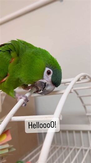 A glimpse into the silly universe of Gelato, our adoptable tiny Hahns macaw! Potato, tomato, tornado! Gelato will serenade you with squeaks and constantly check in to ask how you are doing… he cares 🥹 #hahns #hahnsmacaw #macaw #birdsanctuary #parrots #silly #youcannotresist #thegabrielfoundation #adoptable | The Gabriel Foundation