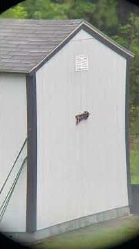 Digiscope using Tridaptor on Vortex Crossfire HD 10x50 Binoculars