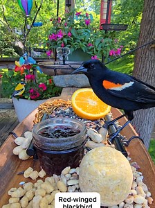 Chirp-cuterie Board for Baltimore Orioles | Relaxing Birdfeeding ASMR