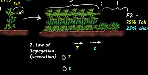 Mendel's experiments (Law of dominance & segregation)