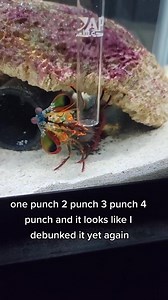 Can my mantis shrimp break glass. | Mantis Shrimp