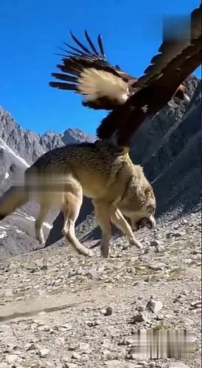 “Epic Golden Eagle vs Grey Wolf Lift! 🦅💥 Watch Nature’s Raw Power in Action!”