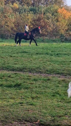 𝐌𝐚𝐢𝐤𝐚'𝐬 𝐧𝐞𝐰 𝐟𝐫𝐢𝐞𝐧𝐝 𝐚𝐭 𝐭𝐡𝐞 𝐩𝐚𝐫𝐤 🐎🐴 | Aida Yuson