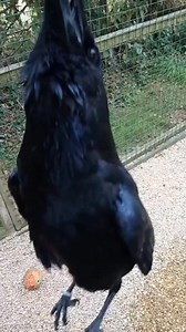 Funny crow 😂 | Crow Family