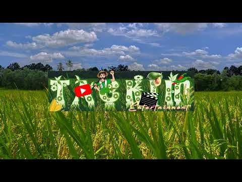 Hybrid Farming of the Future || Machine Efficiency, Traditional Cow Wisdom Live. #video