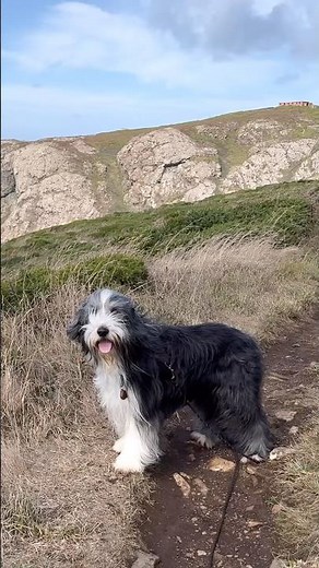 A walk for views! #dogwalk #coast #coastalviews #sea #beardedcollie #collie #hikingwithdogs #shorts