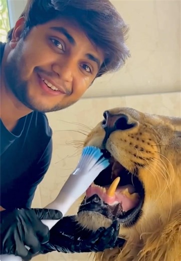 Gentle Grooming Moments with a Majestic Lion