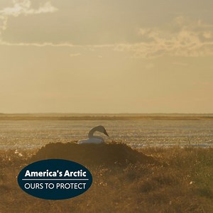 Meet the enchanting Tundra Swan! Its majestic presence and beauty are rivaled only by the endurance it shows in migrating thousands of miles to the remote northern reaches of Alaska, its breeding and nesting grounds. This footage of nesting Tundra Swans comes from a Cornell Lab expedition deep into America's Arctic. The Department of the Interior recently introduced new regulations that designate a staggering 13 million acres within the National Petroleum Reserve in Alaska for protection. This m
