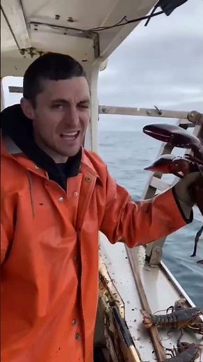 How to measure a Maine lobster