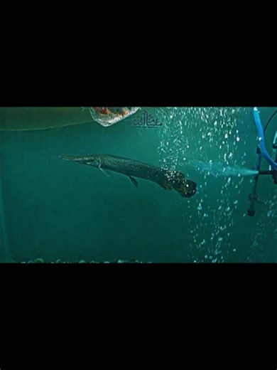 Alligator Gar 🐊 Monster Fish Tank set-up @ #alligatorgar #fish @monsterfish @shortfeed