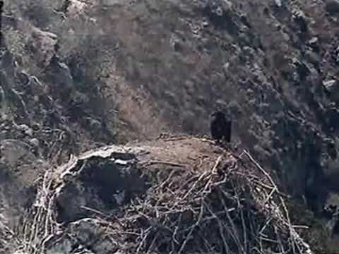 A Bald Eagle's Successful First Flight