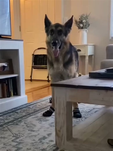 The Dogs Can Talk 🐶😂 Talking dogs | Funny talking dogs | talking dog | dog voiceover #talkinganimals #animalvoiceover #dogvoiceover #talkingdog #funnyvideos #pet #dogsoftiktok #bulldogsoftiktok #fyp #usa #omg