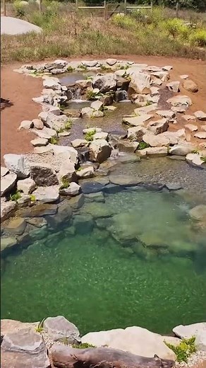 The Perfect Natural Pool ☀️ #landscapedesign #naturalpool #poolside #backyard #swimmingpool