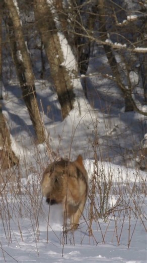 Majestic Wolf Running Through a Snowy Forest #shorts
