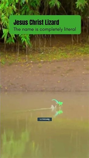 Lizard Runs on Water 🦎💧 | The Amazing Basilisk
