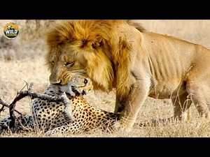 African Wildlife: Brutal Battles Where Only the Strongest Survive