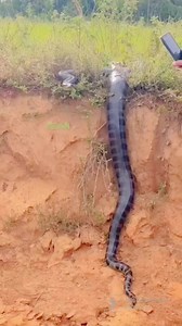 7.7M views · 10K reactions | gracias a mis amigos socios por la invitación 拏 así podemos disfrutar de todo lo hermoso que es la vidales deseamos una feliz navidad a todos #brasilrazacebu #brasilasociacion #brasigirleiteiro #pecuariabrasil #girleiteiro #brasilgirolando | Francis Alcides Mejía Reyes | Facebook