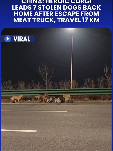 In a remarkable display of loyalty and survival, seven dogs that were allegedly stolen for the illegal dog meat trade in Jilin, China, escaped from a transport truck and travelled approximately 17 km together to return to their owners. According to South China Morning Post, the dogs -- all neighbours from the same village had been snatched from three different households. They allegedly managed to break out of their cage and jump from a moving truck on the Changshuang Expressway. Over the course