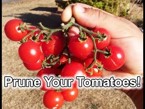 How To Prune Tomatoes For Maximum Yield And Harvest