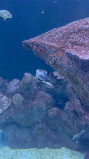 2K views · 34 reactions | Meet this month's featured animal, the...