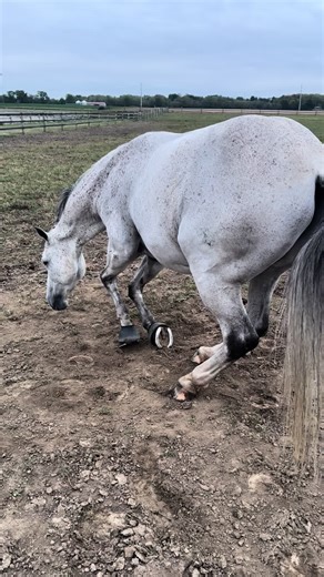 pony rolling asmr 😂