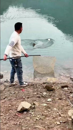 52-pound big fish landed, watch the expert steady his grip!