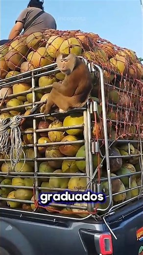 Monkeys who choose to work for food, shelter, and a mate