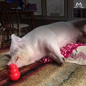 580K views · 1.5K reactions | This pig's story will shock and inspire you   Credit: Esther the Wonder Pig | Meow! | Facebook