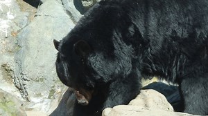 The black bear breakfast buffet is served 🥕 🍠 🥬 Presenting their regular diet sprinkled throughout their habitat is a way the Animal Care team let's the black bears exhibit their natural foraging behaviors. | Stone Zoo