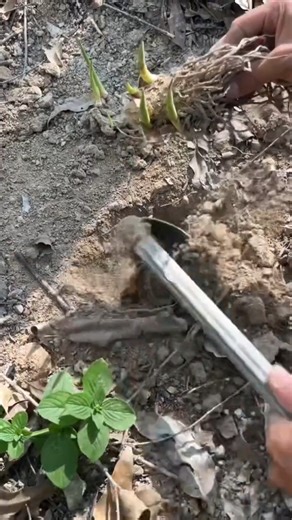 Planting Smallanthus sonchifolius plants Tutorial #farming #shorts