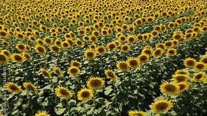 The common sunflower is a large annual forb of the genus Helianthus grown as a crop for its edible oil and seeds.
