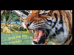 Tiger sleeping position ! in 4K