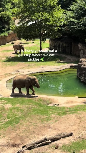 Taste the Summer: Adventures with Pickles on Girls Trip