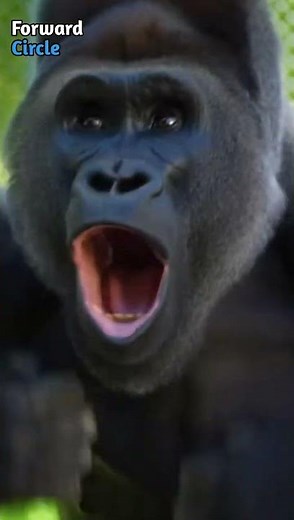 A gorilla watches a magic trick and reacts in pure shock—priceless😲 #GorillaMoment #AnimalFun #Viral