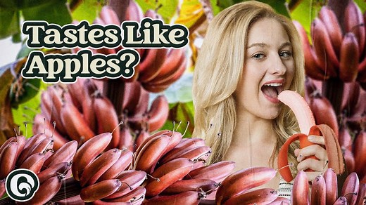 Red bananas: A sweet and nutritious alternative