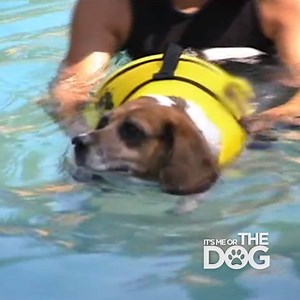 Delia is a beagle with a lot more extra weight! 🐶 Her owner thinks she can't stop stress-eating, but dog training expert Victoria Stilwell has her doubts! | Me Or The Dog