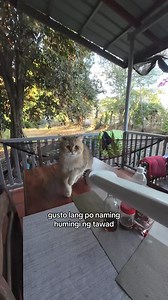 May bago kaming vacuum cleaner na best for fluffy pets. #cats #leet #presidentleet #catsofinstagram #catsofig #pets | President Leet